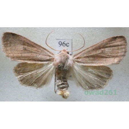 Xestia castanea (Esper, 1798) Czech96c